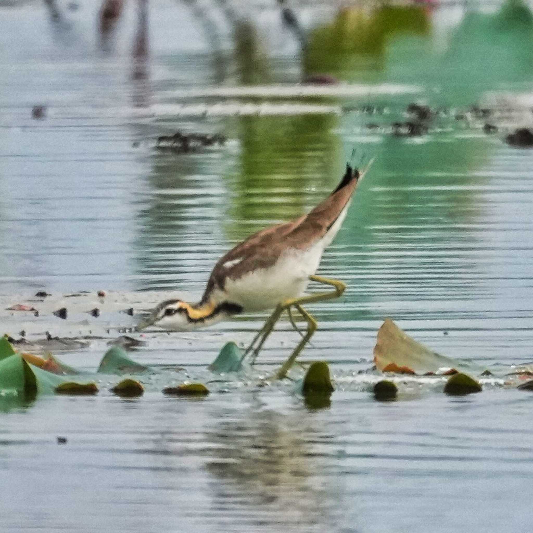 Pheasant-tailed Jacana