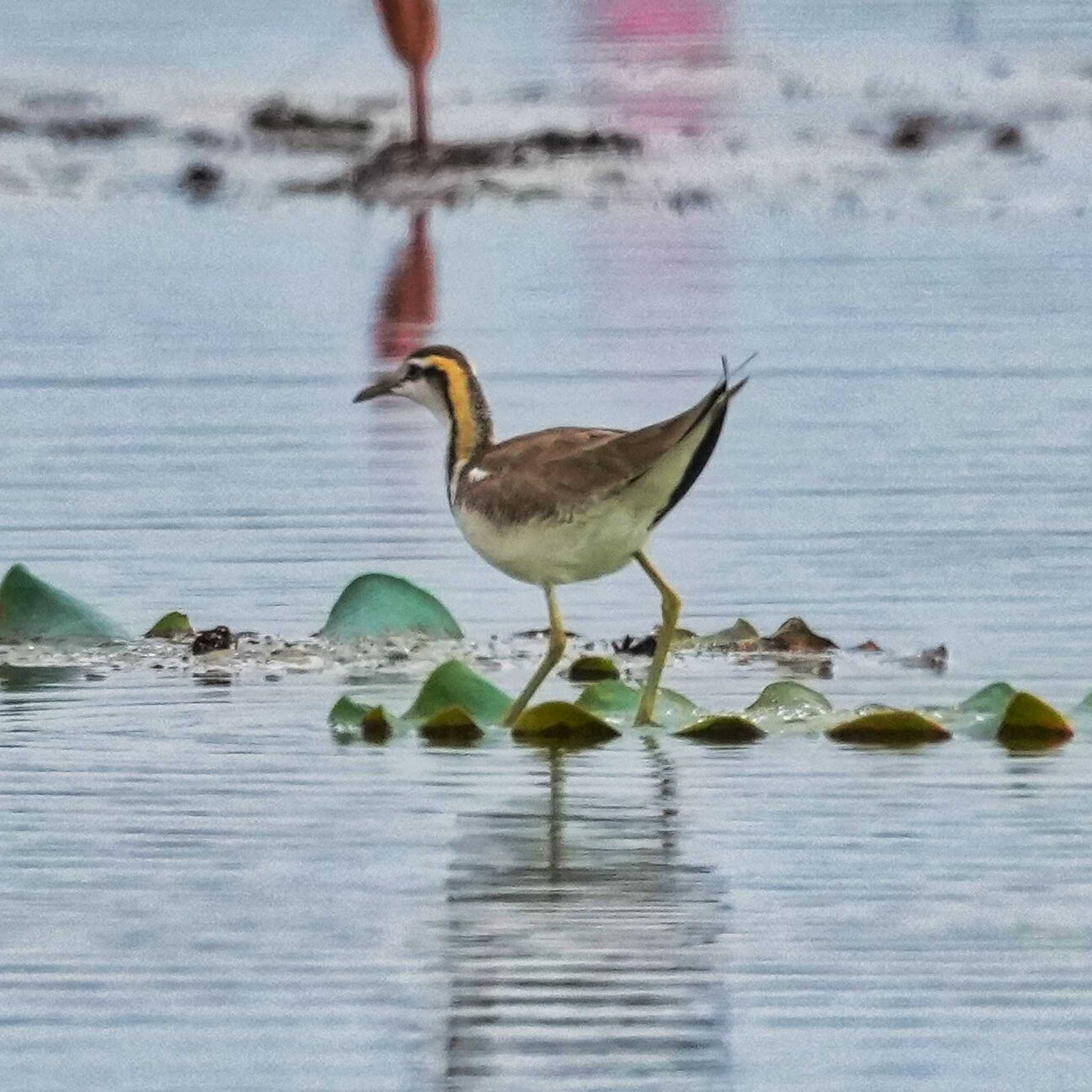 Photo of Pheasant-tailed Jacana at Bueng Khong Long Non-Hunting Area by span265