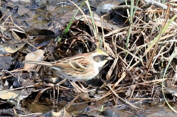 Yellow-throated Bunting Kitamoto Nature Observation Park Fri, 2/11/2022