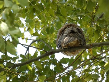 2022年2月11日(金) 中里公園(寒川町)の野鳥観察記録