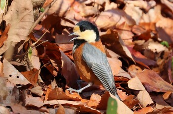 ヤマガラ 小山田緑地公園 2022年2月11日(金)