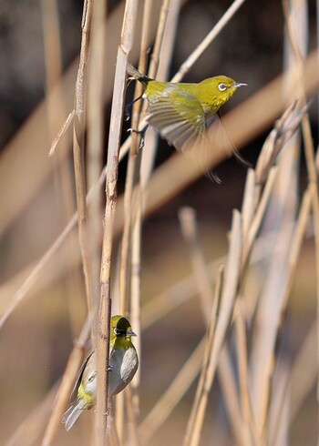 Warbling White-eye 古代蓮の里 Fri, 2/11/2022