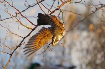 2022年2月11日(金) 万代池の野鳥観察記録