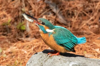 2022年2月11日(金) 多摩市の野鳥観察記録