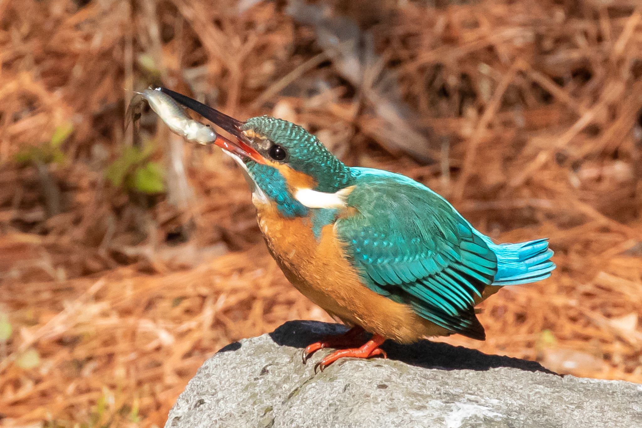 カワセミ