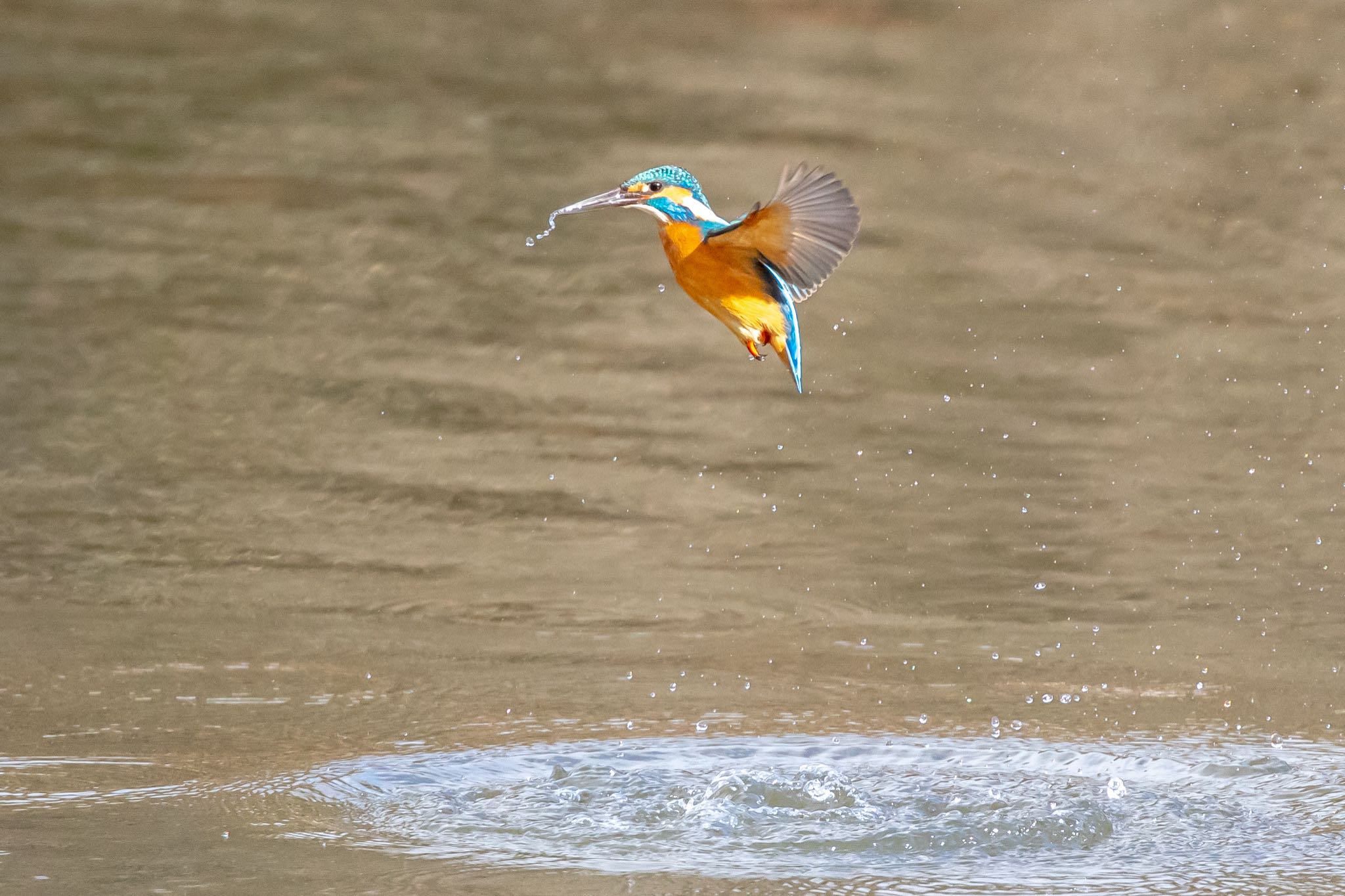 Common Kingfisher