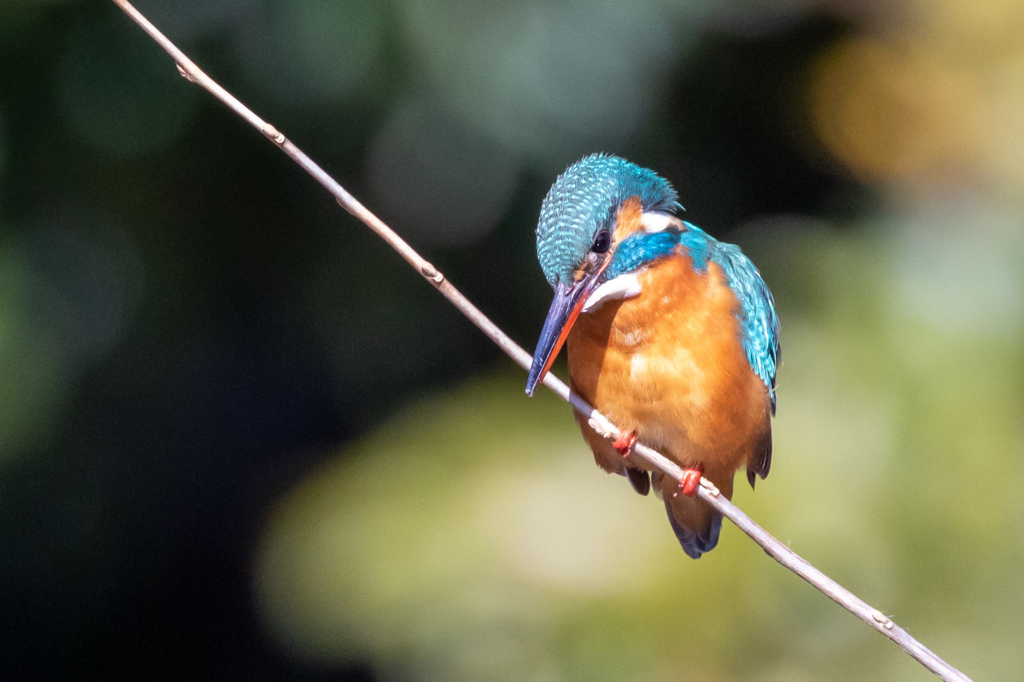 Common Kingfisher