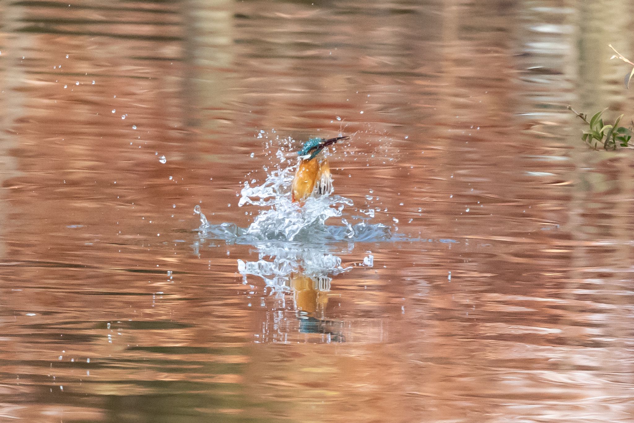 Common Kingfisher