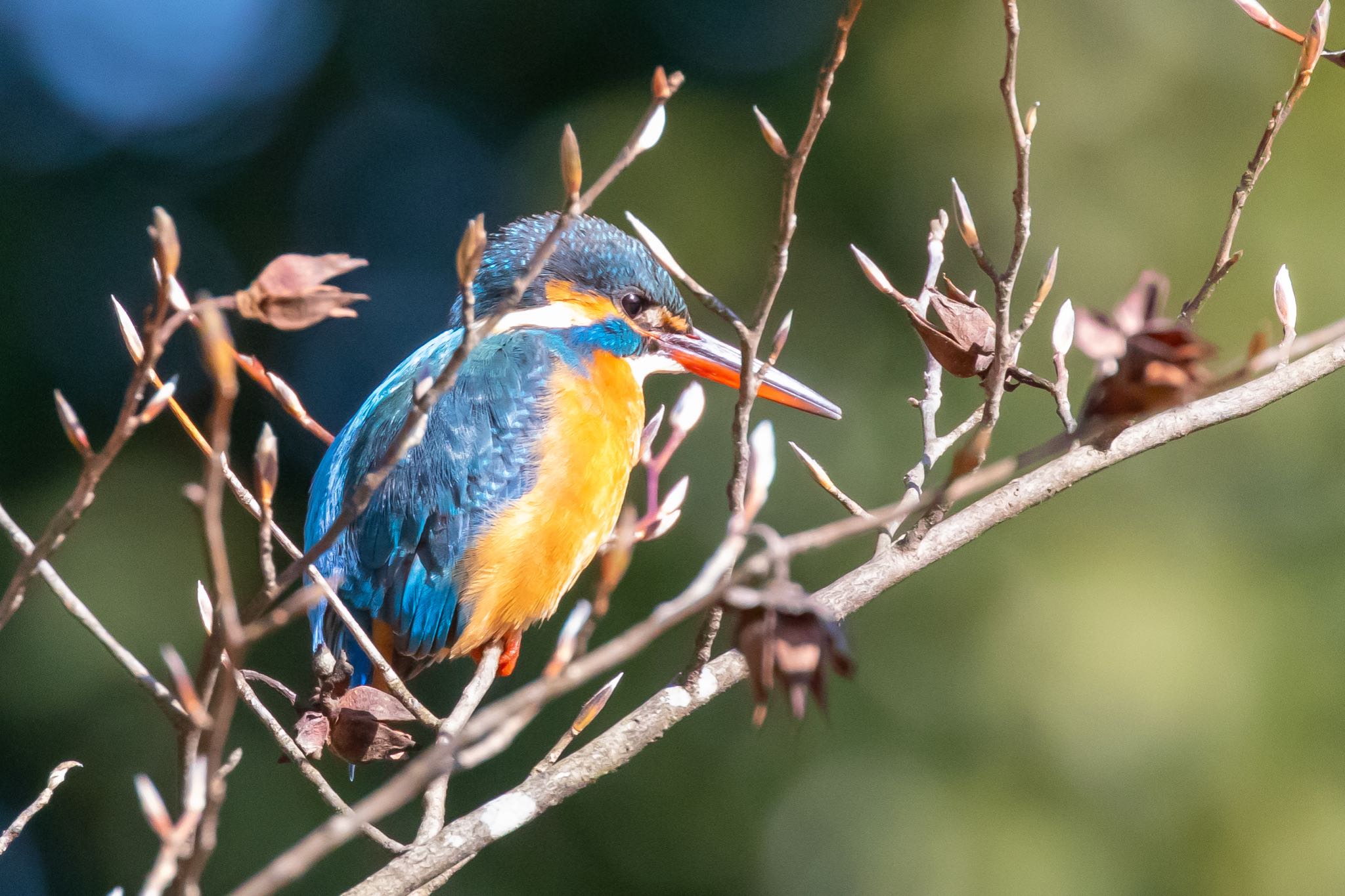 Common Kingfisher