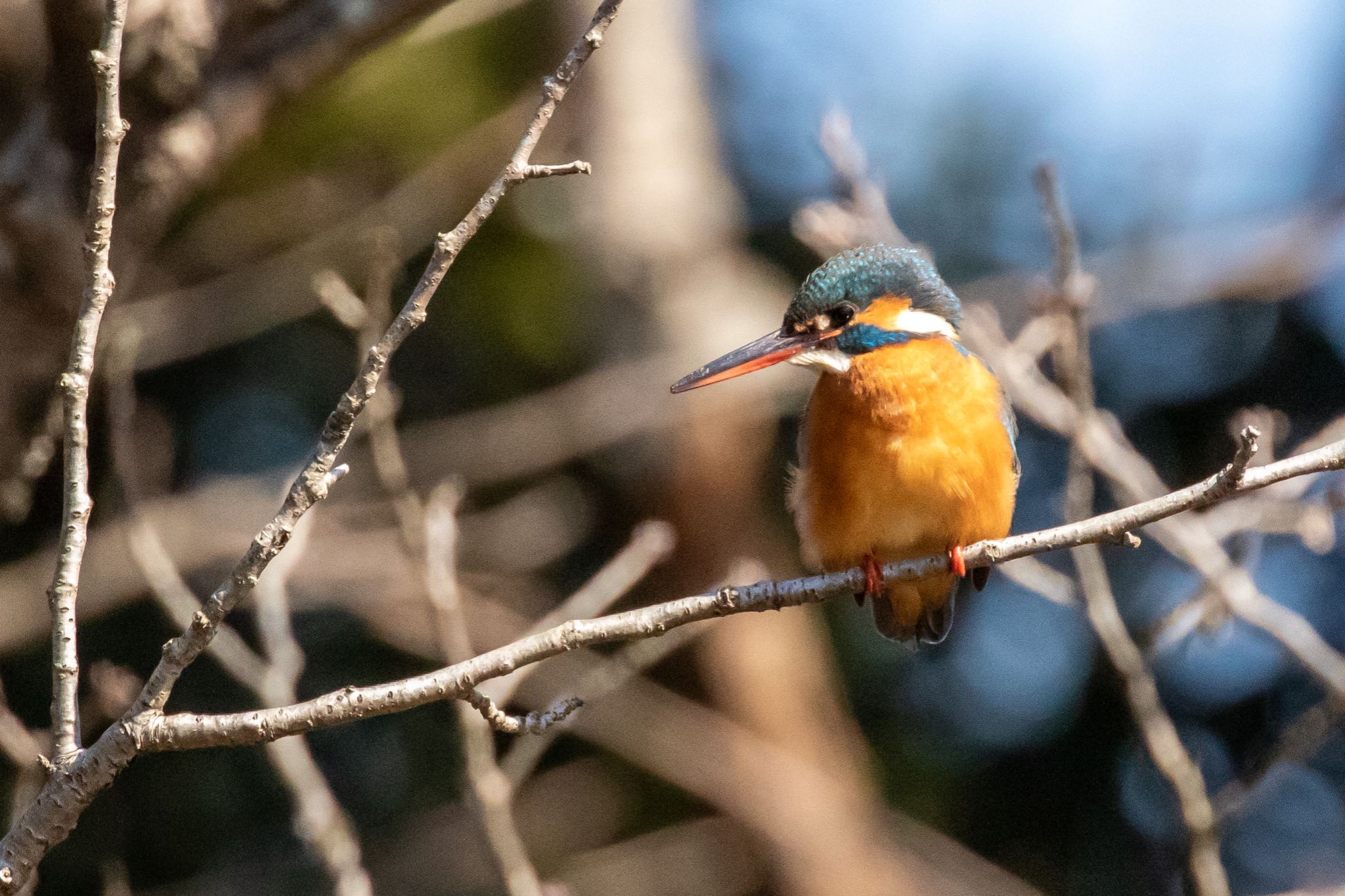 Common Kingfisher