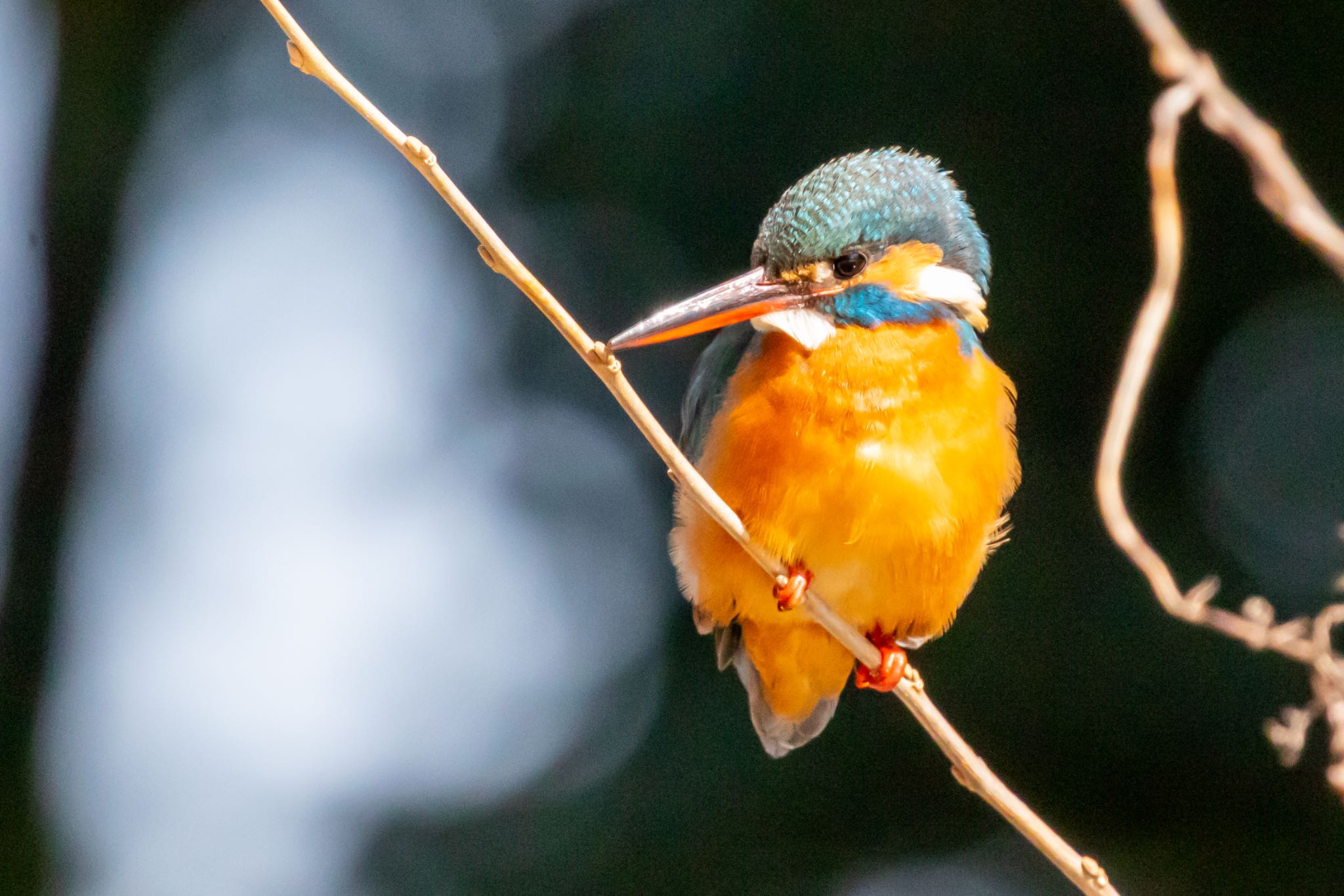 Common Kingfisher