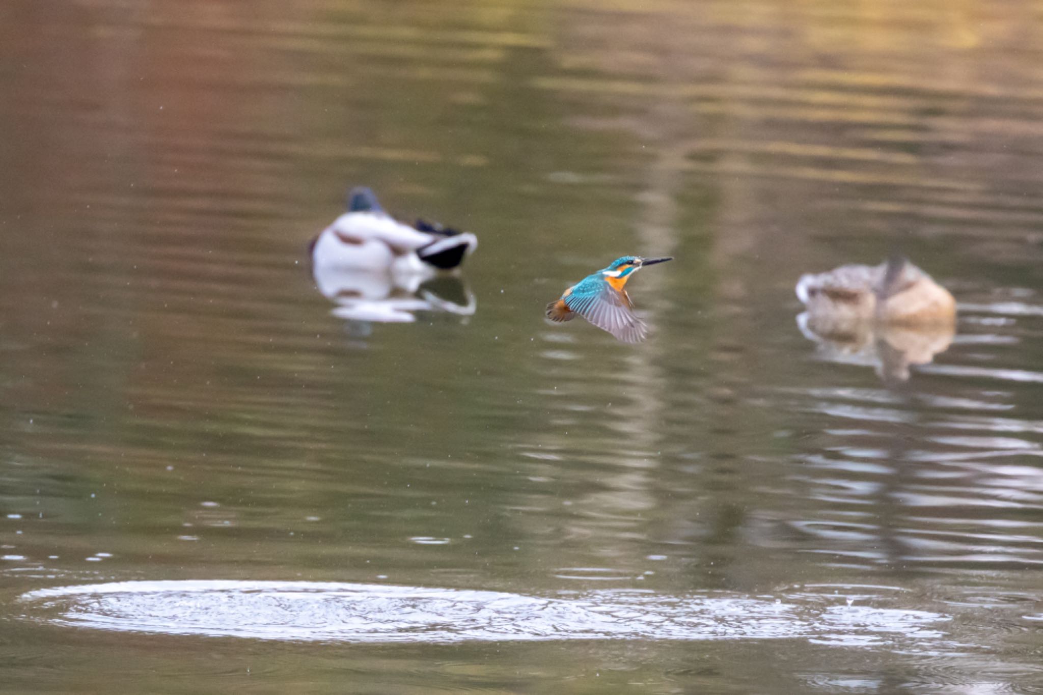 カワセミ