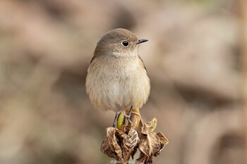 ジョウビタキ 薬師池公園 2022年2月7日(月)