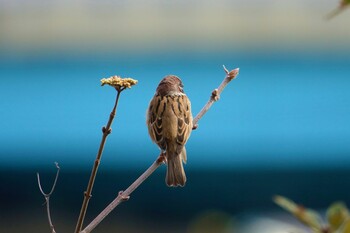 Eurasian Tree Sparrow 香椎海岸 Thu, 2/10/2022