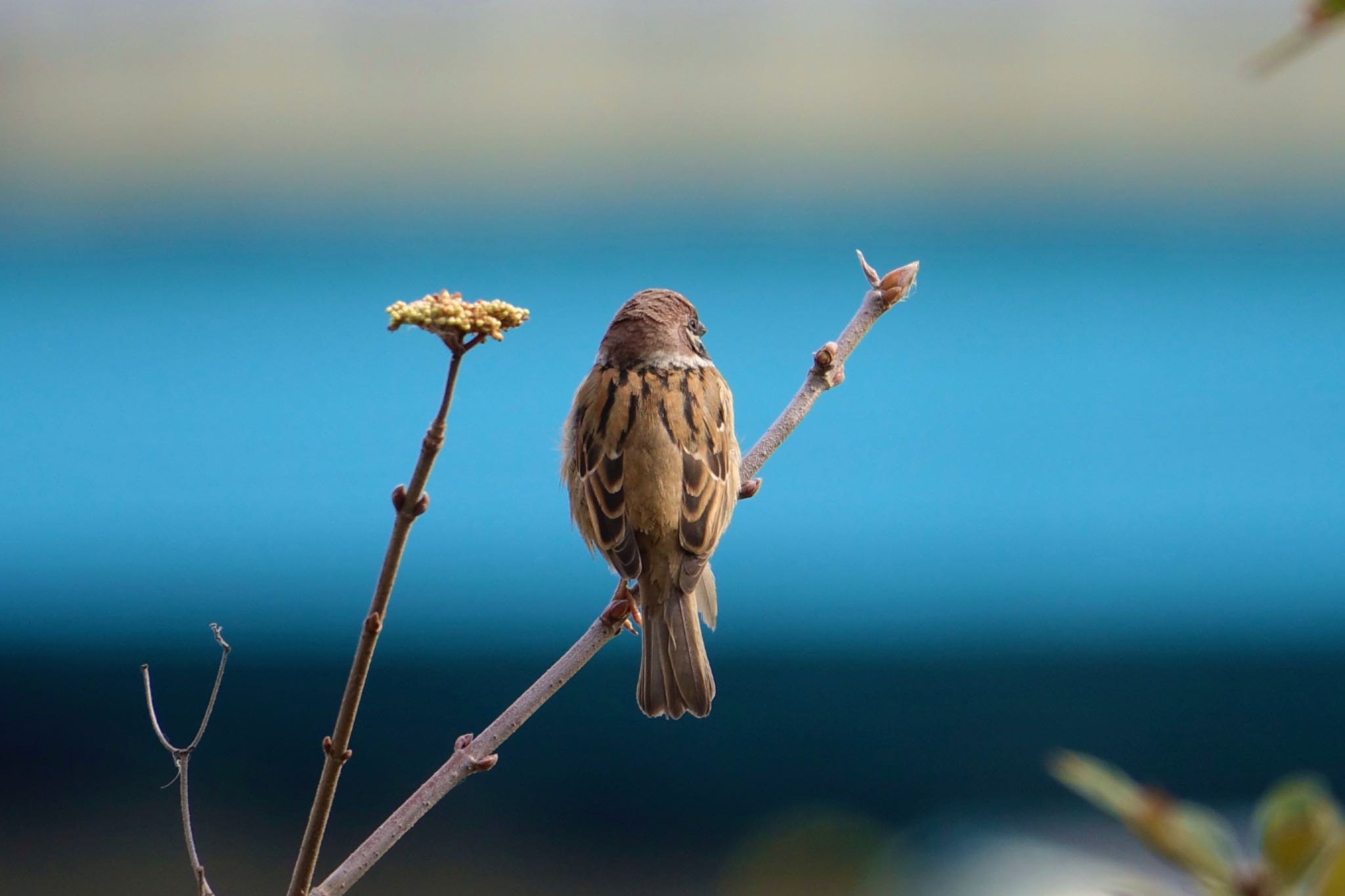 Photo of Eurasian Tree Sparrow at 香椎海岸 by O S