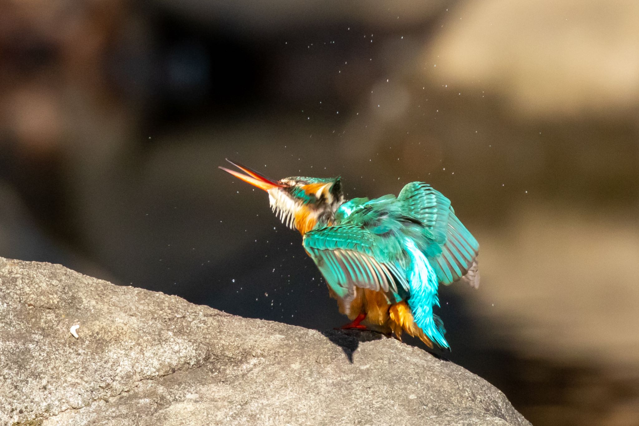 Common Kingfisher