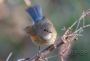 ルリビタキ 秋ヶ瀬公園 2022年2月6日(日)