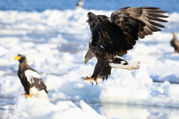 White-tailed Eagle Unknown Spots Fri, 2/11/2022