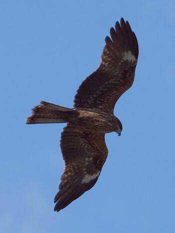 Black Kite 寒川取水堰 Fri, 2/11/2022