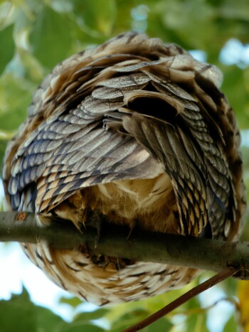 Long-eared Owl 寒川取水堰 Fri, 2/11/2022