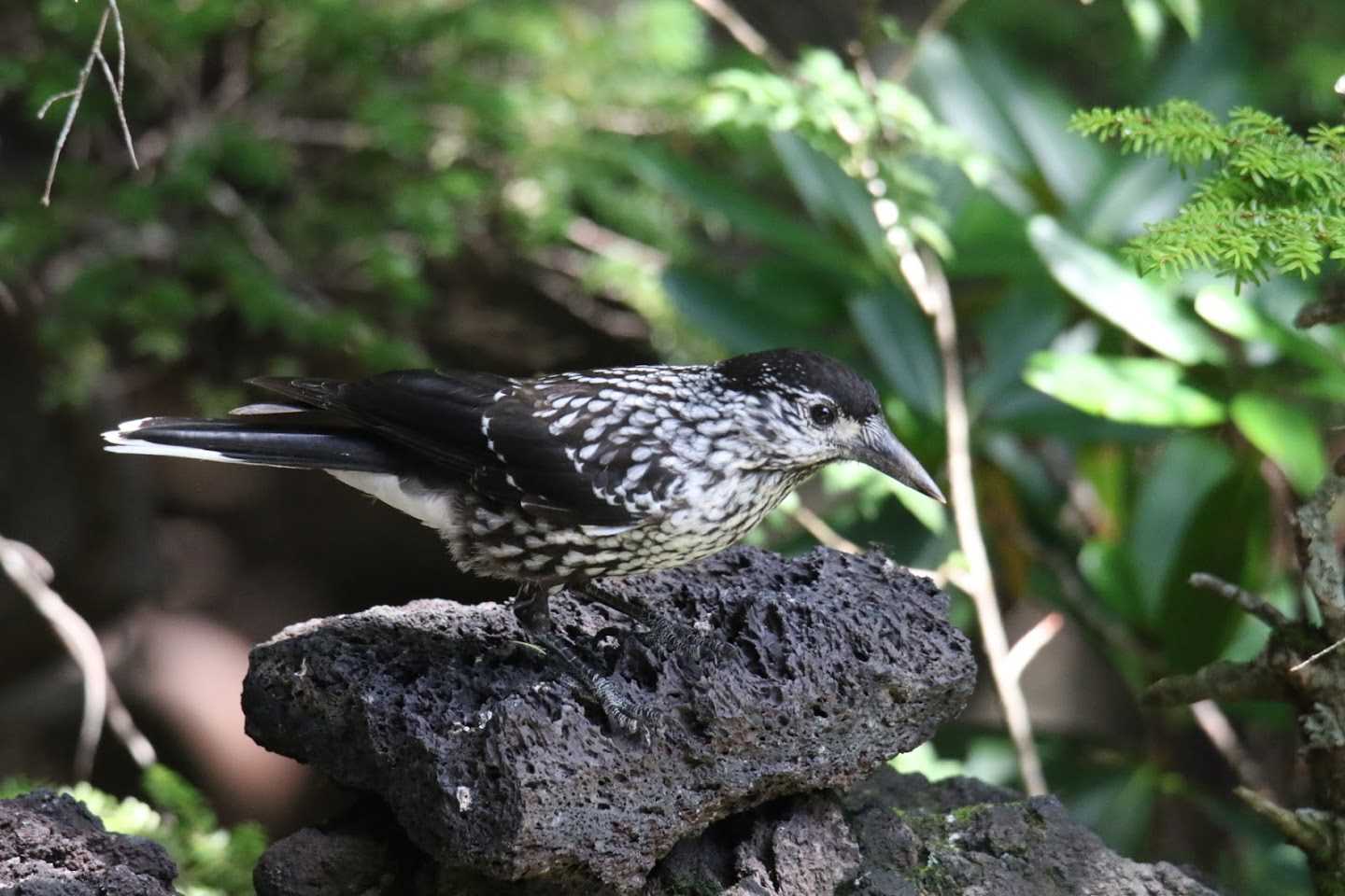 Photo of Spotted Nutcracker at  by はやぶさくん