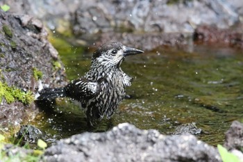 ホシガラス 場所が不明 撮影日未設定