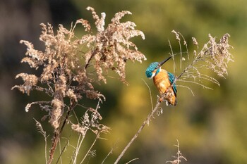 Common Kingfisher 多摩市 Fri, 2/11/2022