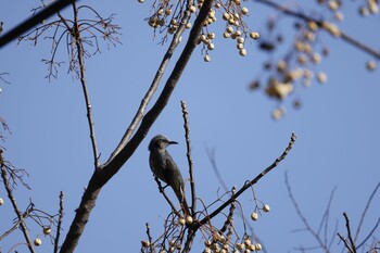 Brown-eared Bulbul 木曽川河跡湖公園 Fri, 2/11/2022