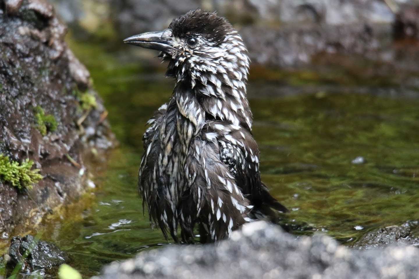 Photo of Spotted Nutcracker at  by はやぶさくん