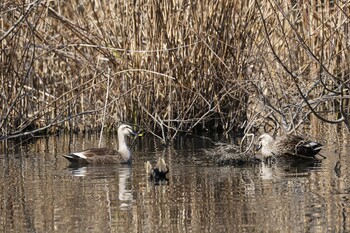 Eastern Spot-billed Duck 木曽川河跡湖公園 Fri, 2/11/2022