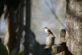 Daurian Redstart 木曽川河跡湖公園 Fri, 2/11/2022