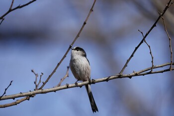 Long-tailed Tit 木曽川河跡湖公園 Fri, 2/11/2022