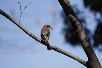 Bull-headed Shrike 木曽川河跡湖公園 Fri, 2/11/2022