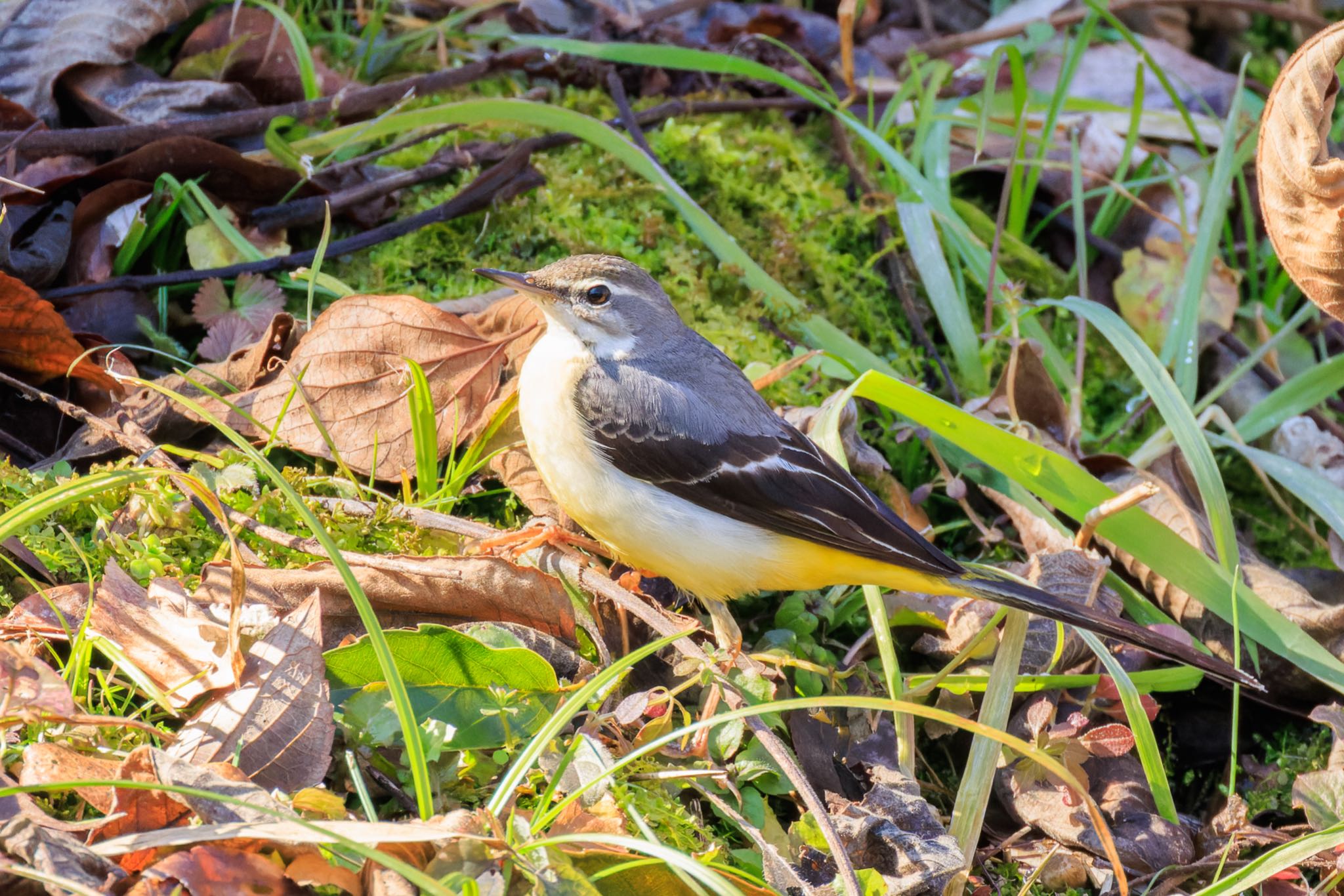 Photo of Grey Wagtail at 木曽川河跡湖公園 by アカウント5104