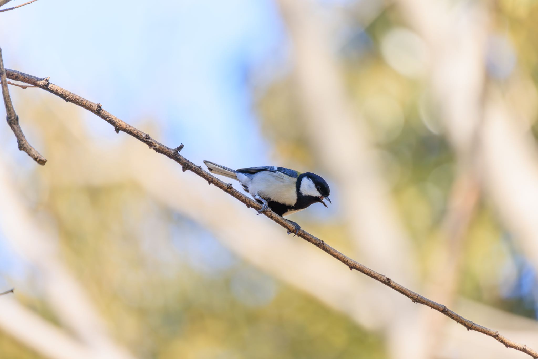 Photo of Japanese Tit at 木曽川河跡湖公園 by アカウント5104