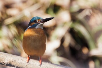 Common Kingfisher 木曽川河跡湖公園 Fri, 2/11/2022