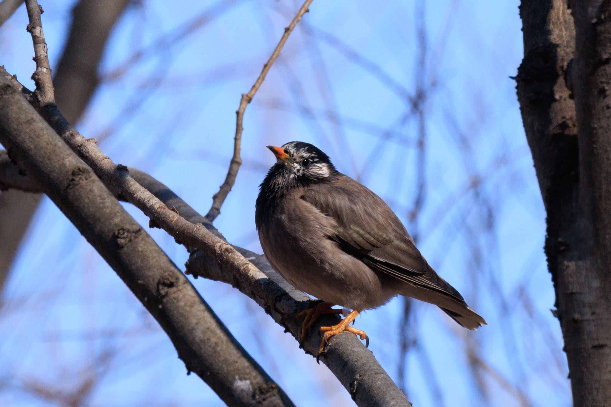 White-cheeked Starling