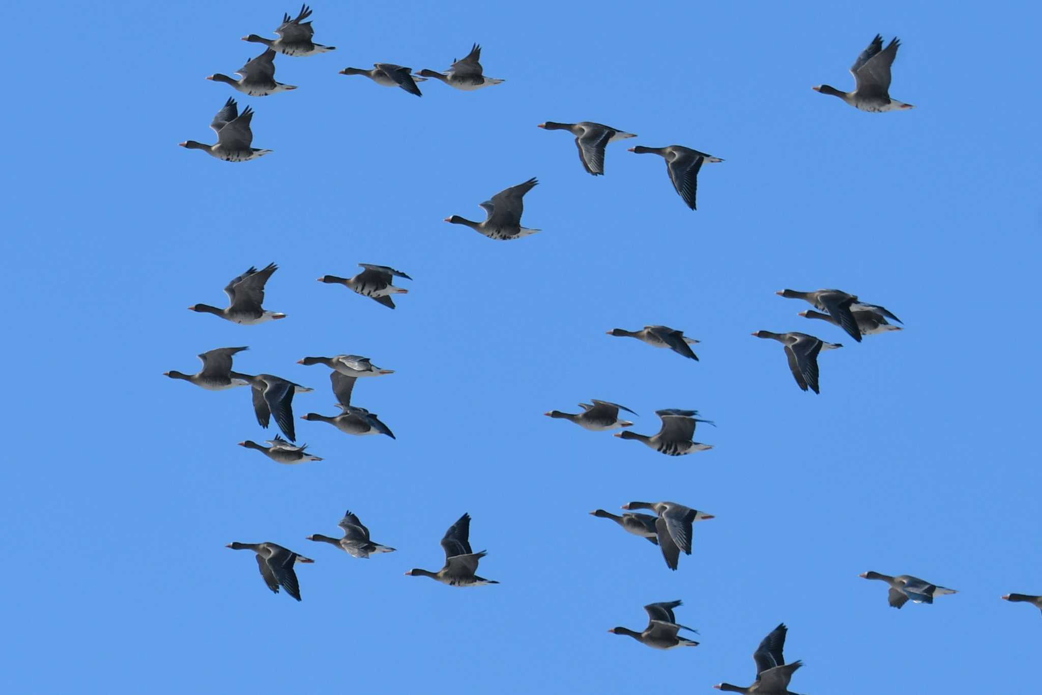 Greater White-fronted Goose