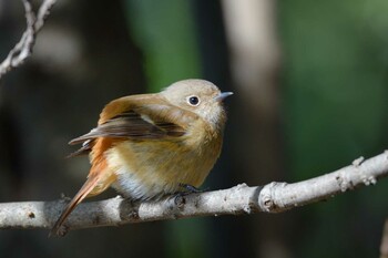 Daurian Redstart 猿江恩賜公園 Sun, 1/30/2022