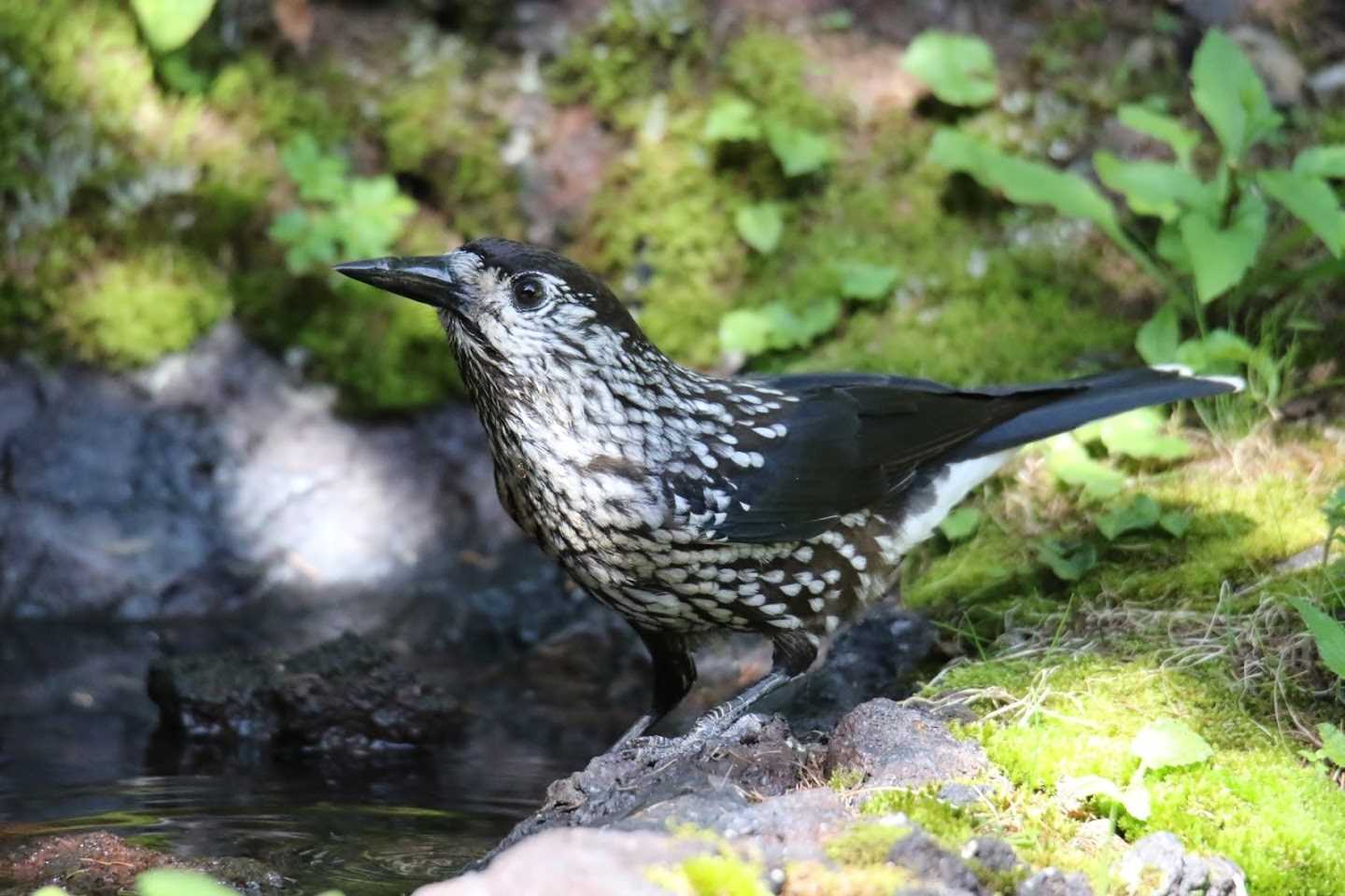 Photo of Spotted Nutcracker at  by はやぶさくん