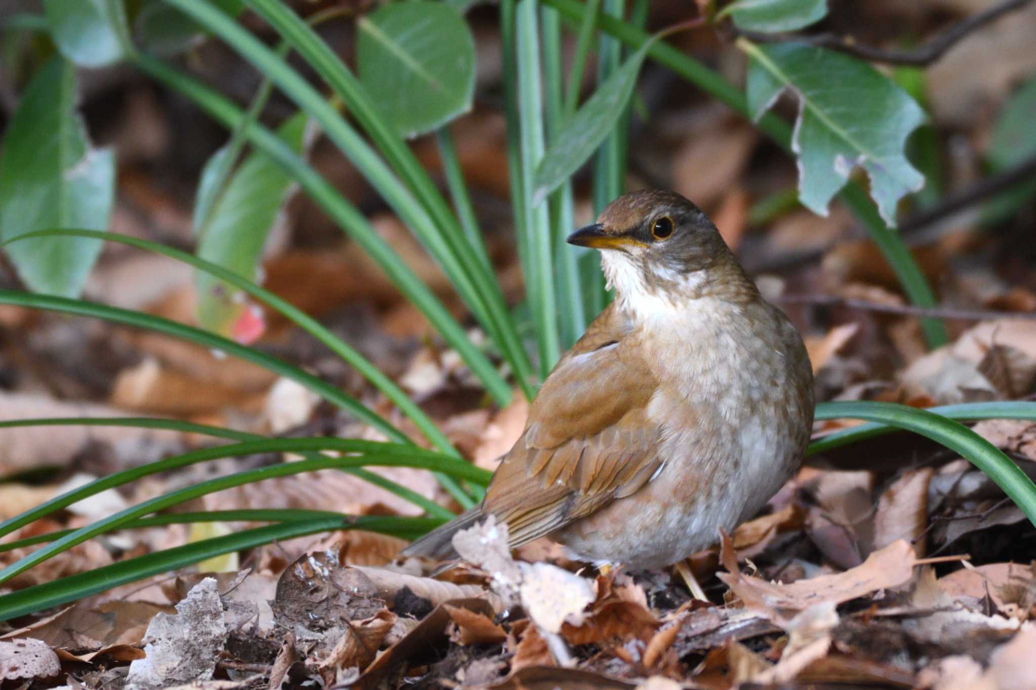 Photo of Pale Thrush at 猿江恩賜公園 by tsubame333