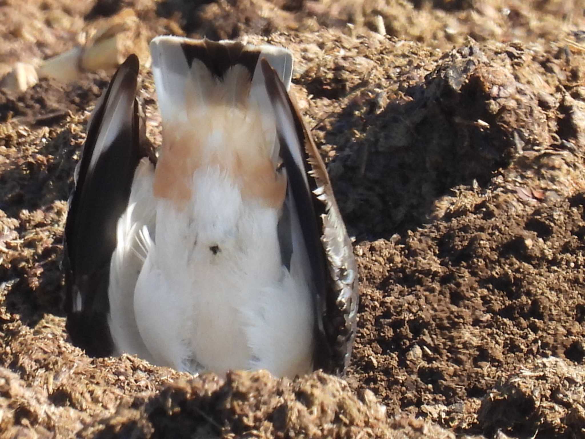 Northern Lapwing