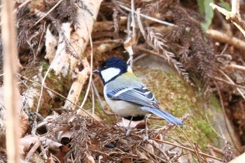 シジュウカラ 早戸川林道 2022年2月9日(水)