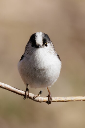 Long-tailed Tit 木曽川河跡湖公園 Fri, 2/11/2022