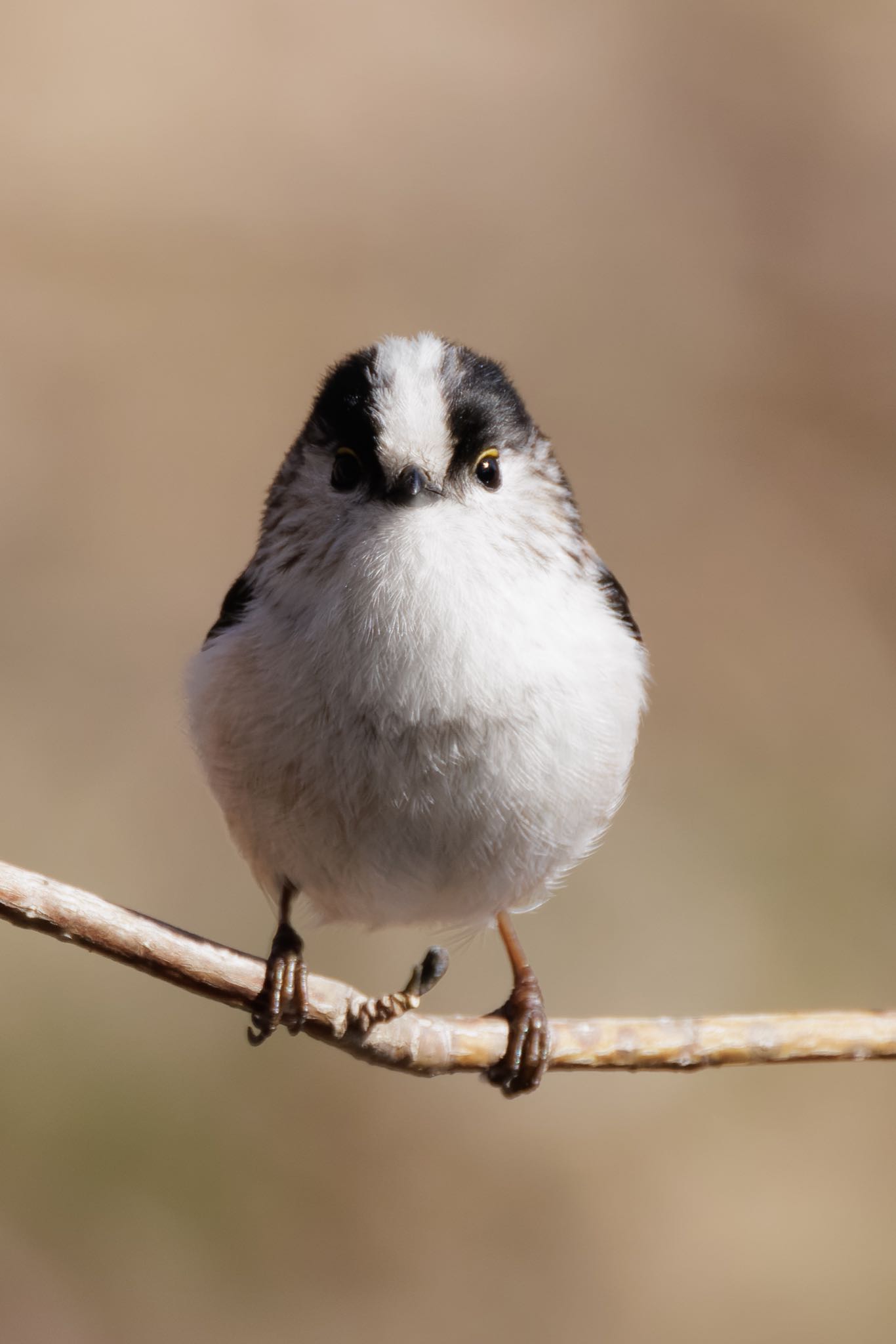 Photo of Long-tailed Tit at 木曽川河跡湖公園 by アカウント5104