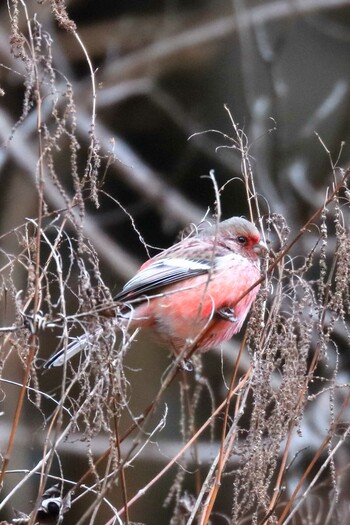 2022年2月9日(水) 早戸川林道の野鳥観察記録