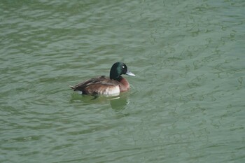 Baer's Pochard 大阪 Sun, 2/6/2022