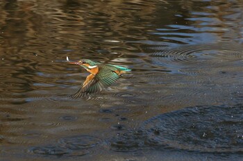 Common Kingfisher 橿原市 Fri, 2/11/2022