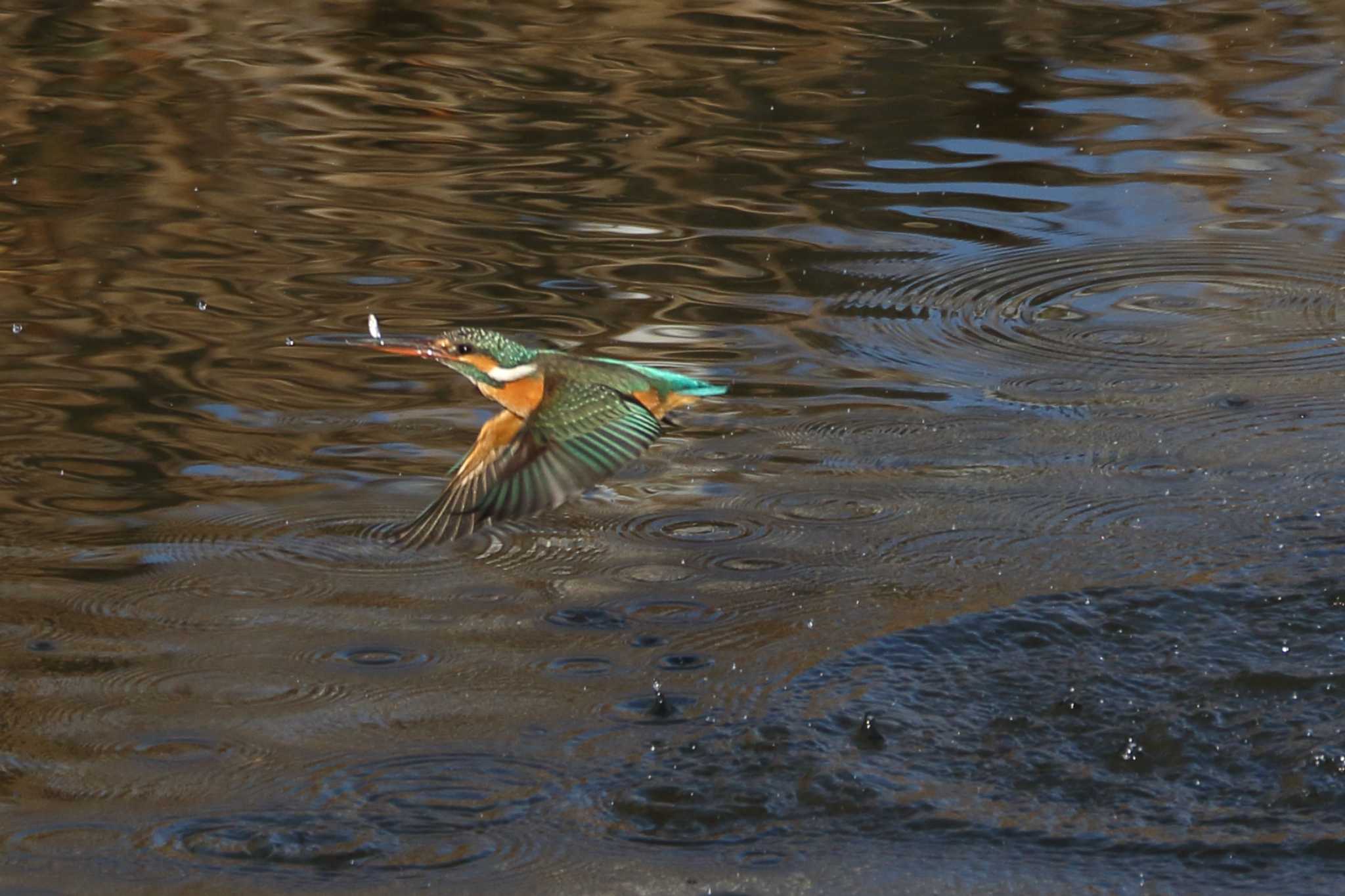 Photo of Common Kingfisher at 橿原市 by SAKURA 8743