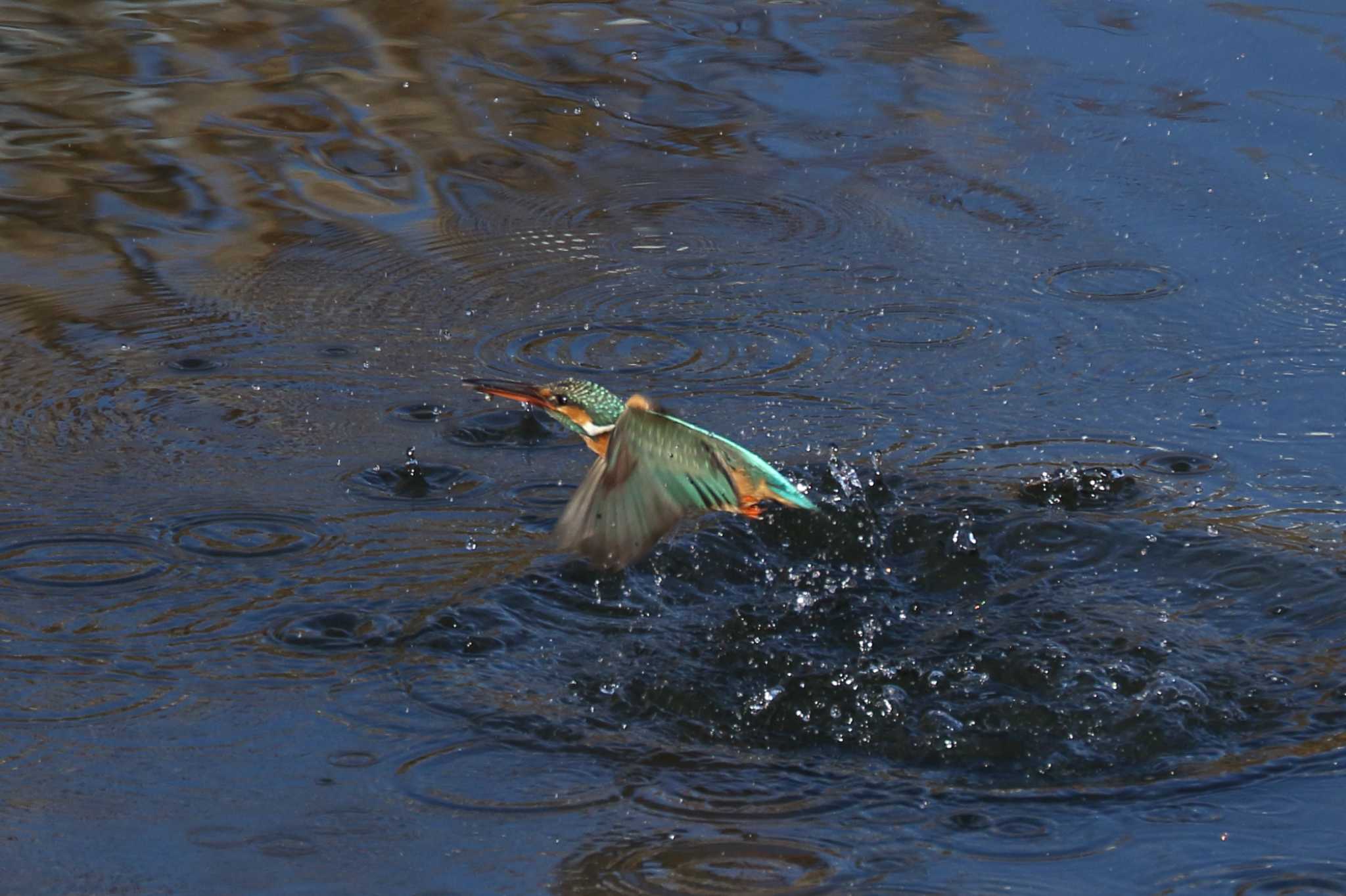 Photo of Common Kingfisher at 橿原市 by SAKURA 8743